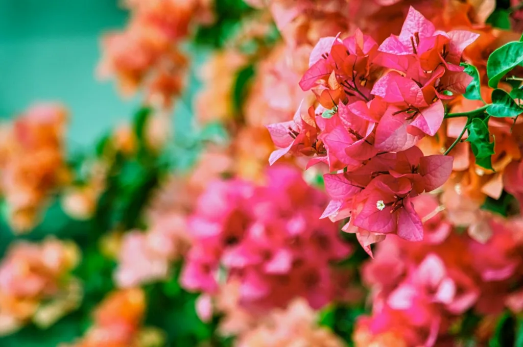 Close-up of vibrant pink bougainvillea flowers in full bloom with a soft, colorful background.