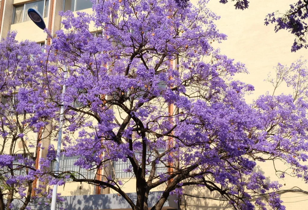jacaranda, flower, nature