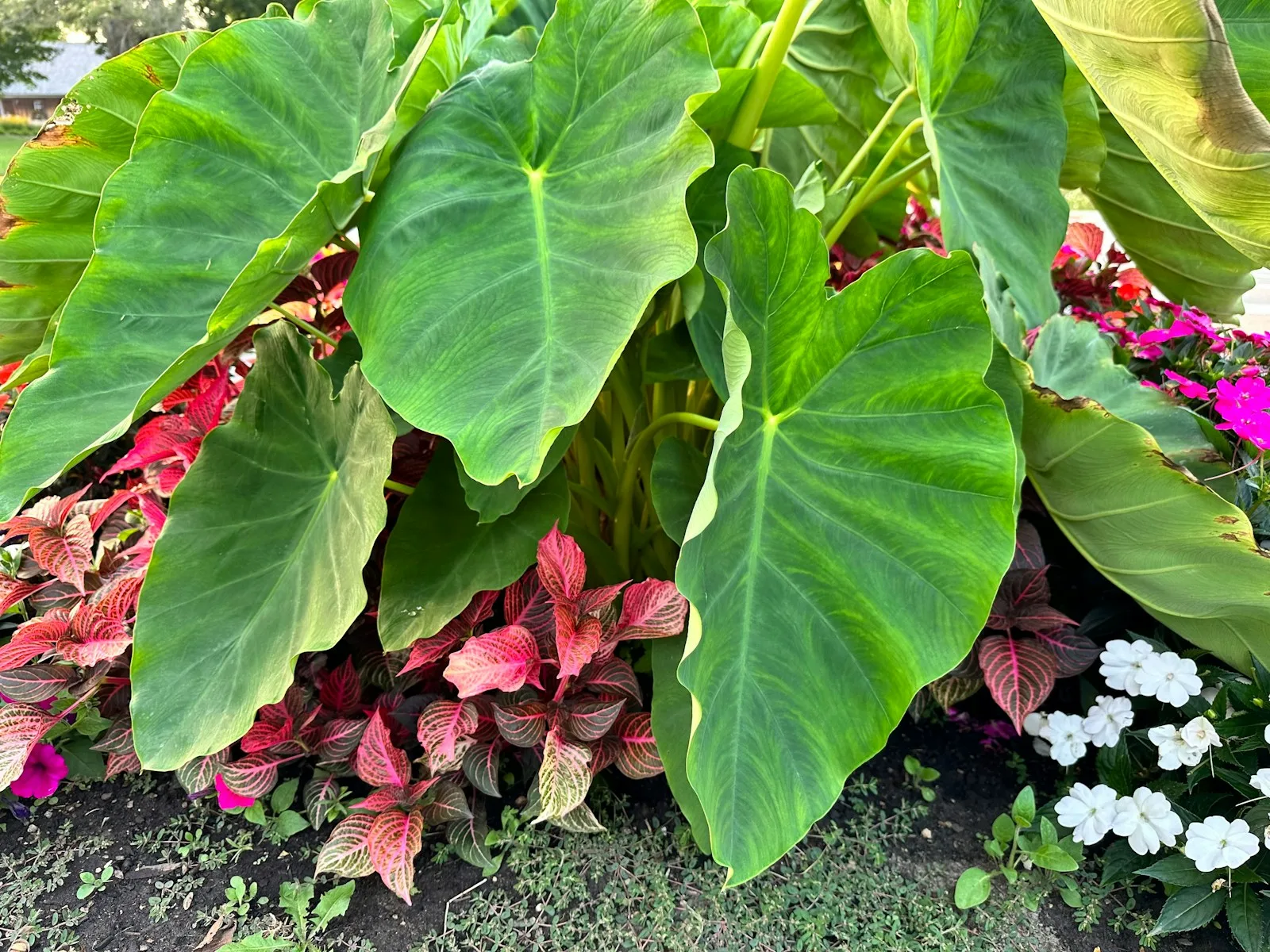 elephant ear plant care