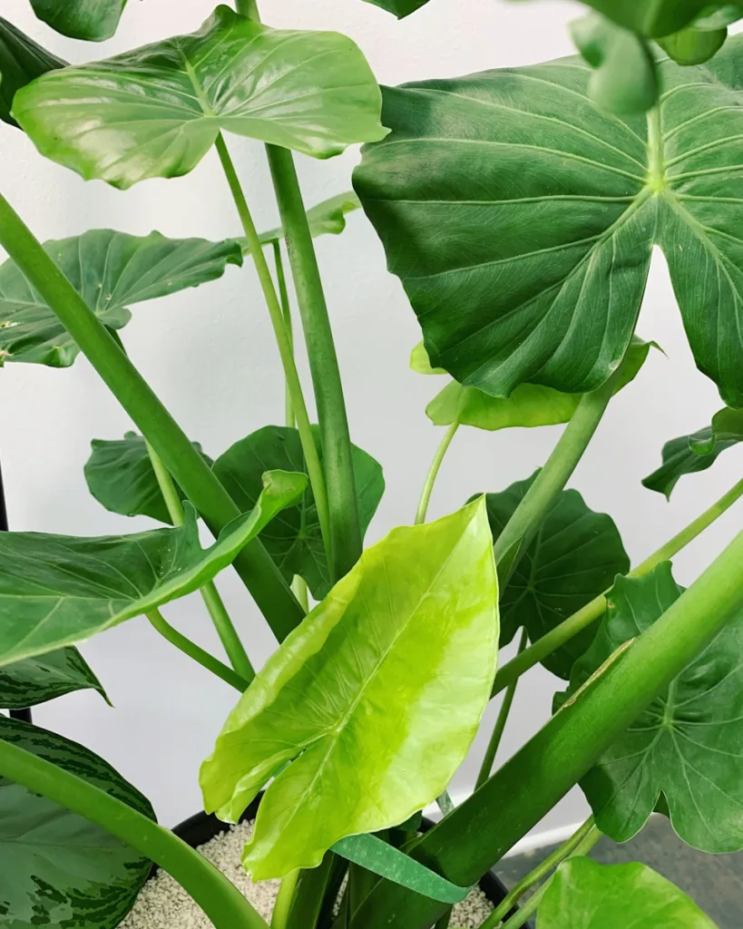 elephant ear plant care indoors