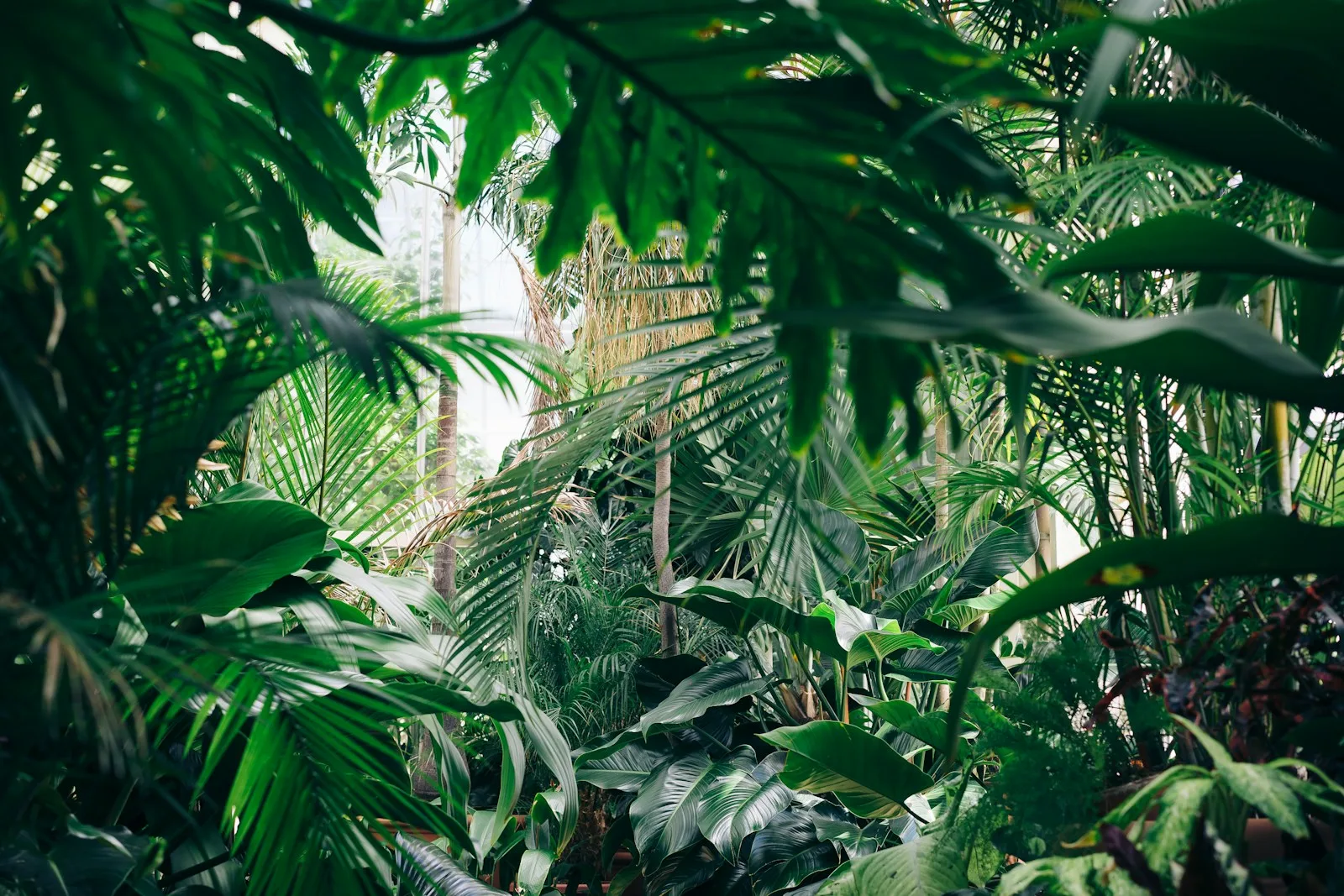 5 Unusual Tropical Landscape Ideas Florida Gardeners Will Love