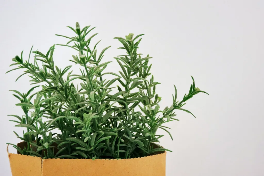 Best Herbs to Grow in Florida