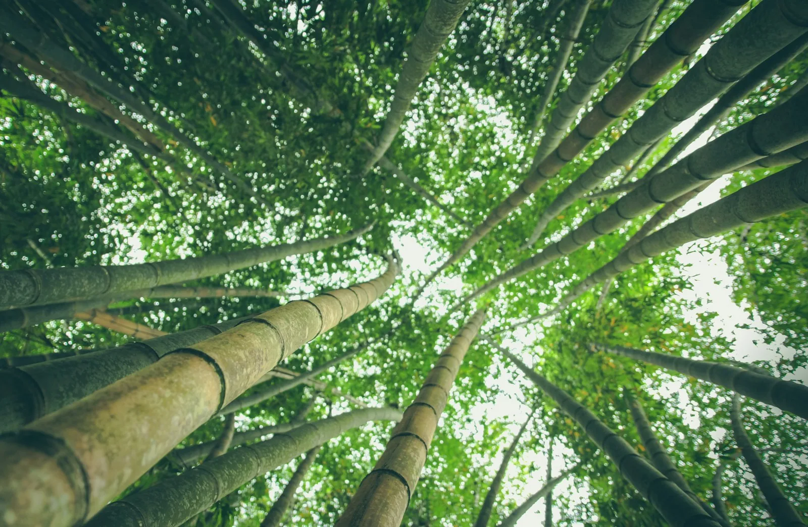 Best Tropical Privacy Plants: Create Your Lush Green Hideaway