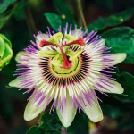 how to grow passion fruit plants guide
