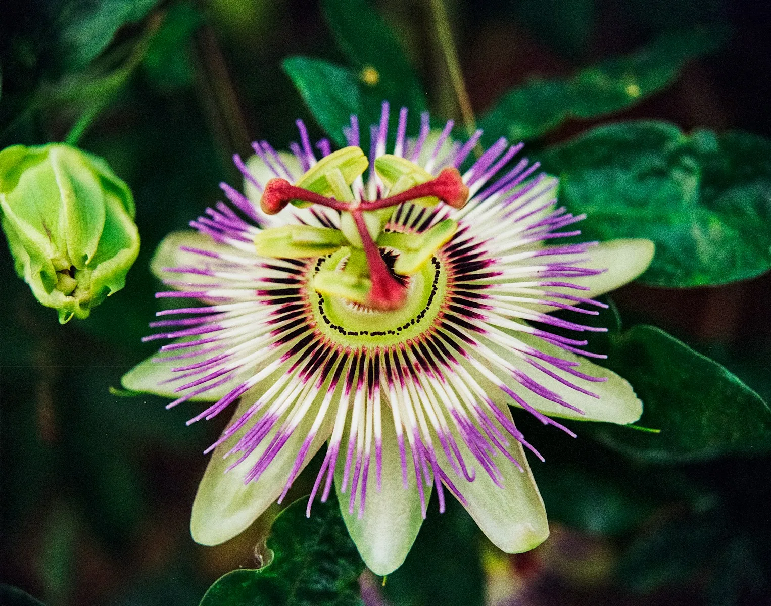 How to Grow Passion Fruit Plants: A Guide for Beginners