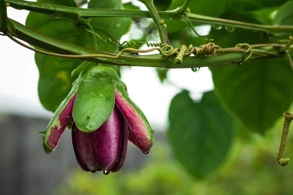 how to grow passion fruit plants bloom