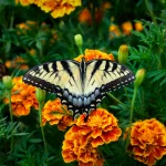 tiger swallowtail butterfly perched on orange flower in close up photography during daytime