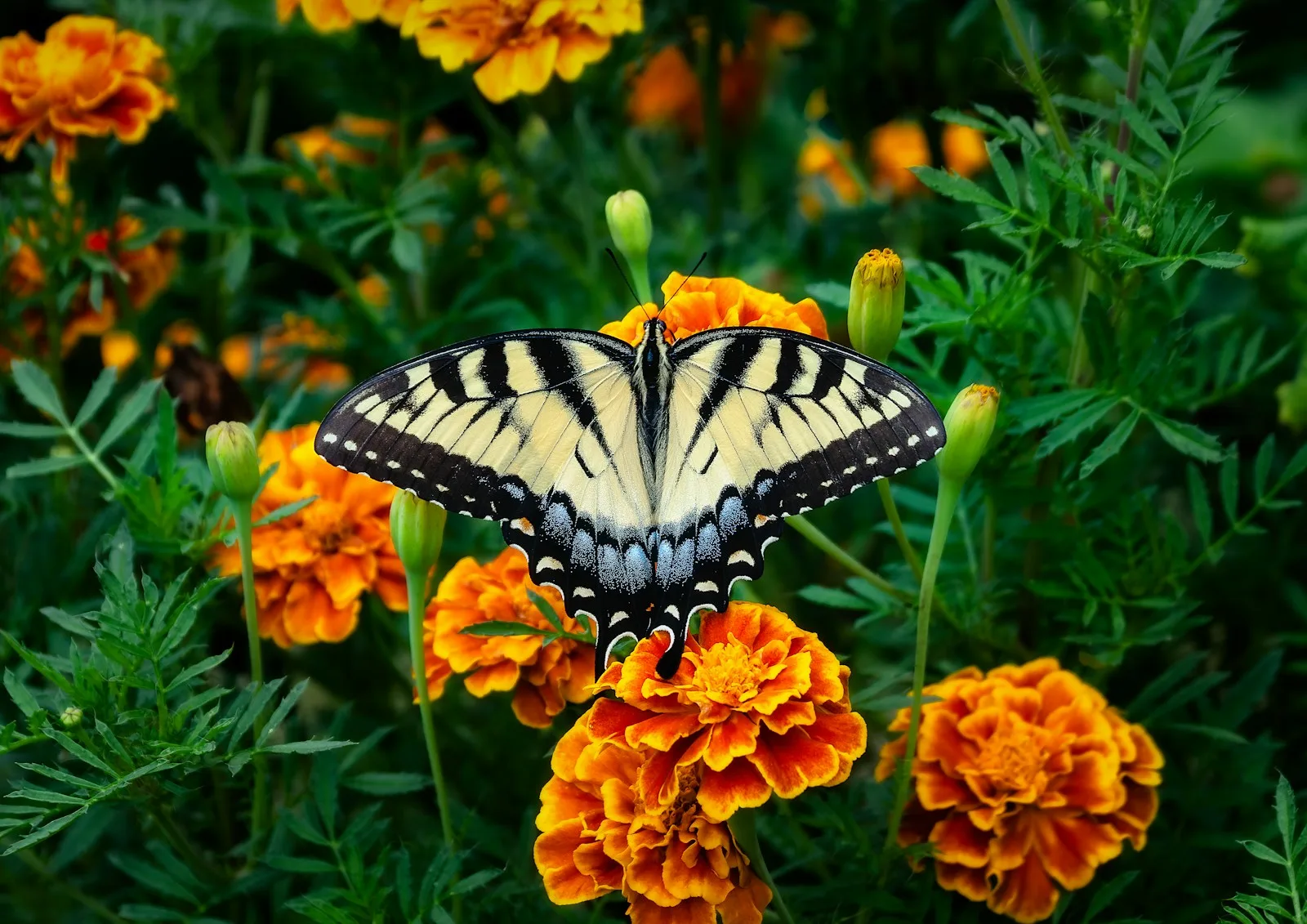 Marigolds in Florida: How to Grow and Enjoy These Resilient Blooms