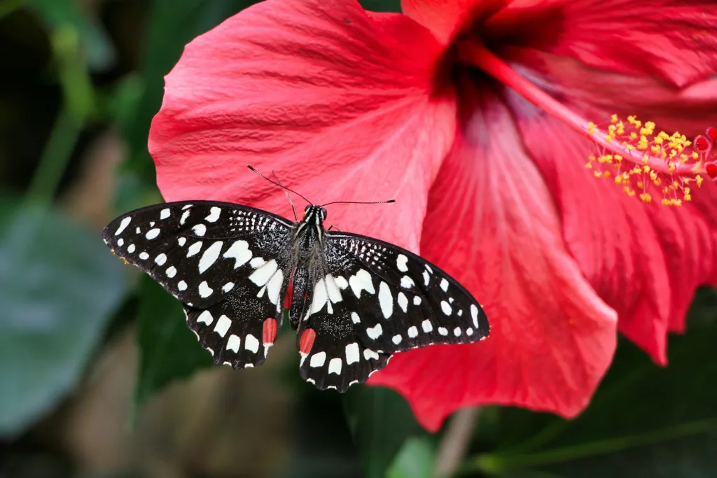 care for tropical hibiscus