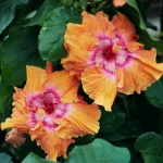 care for tropical hibiscus