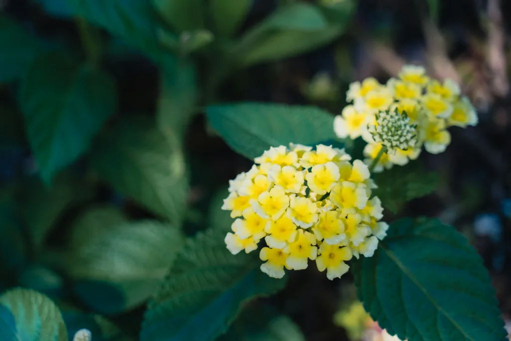 lantana flowers