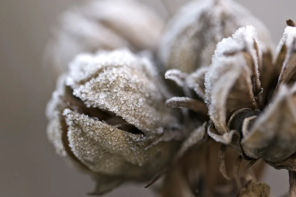 brown dried leaf in close up photography
