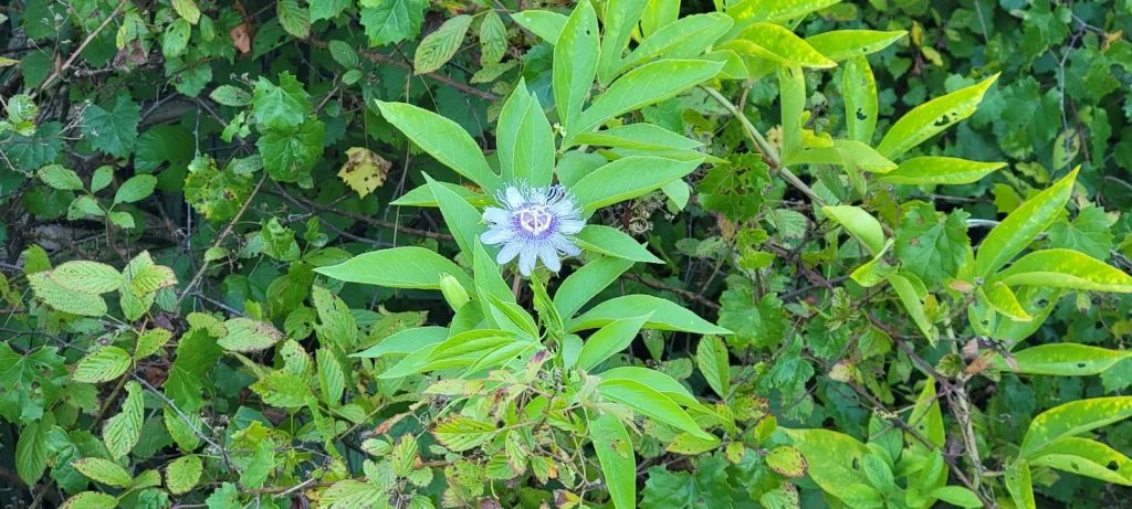 a flower in a bush