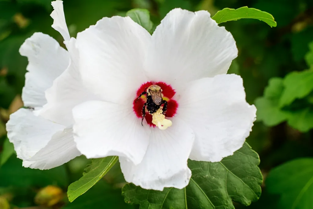 care for tropical hibiscus
